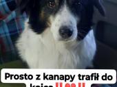 Zdjęcie ogłoszenia