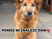 Zdjęcie ogłoszenia